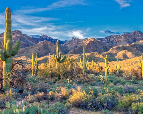 Catalina Foothills